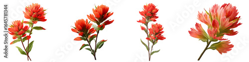 Indian paintbrush flower isolated on transparent background.