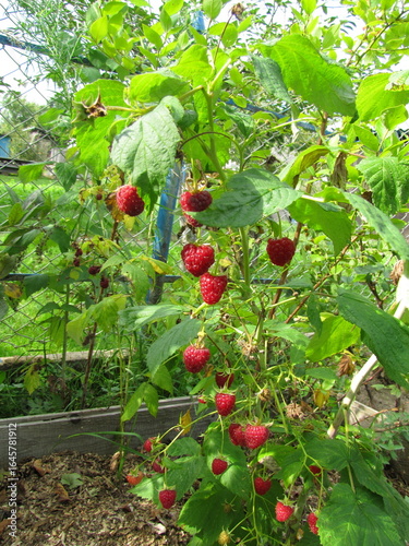 Raspberries on a branch in a home garden.