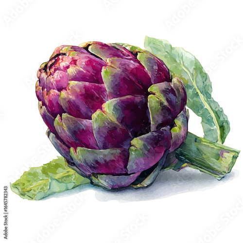 Watercolor vector illustration of Artichoke, isolated on white background.