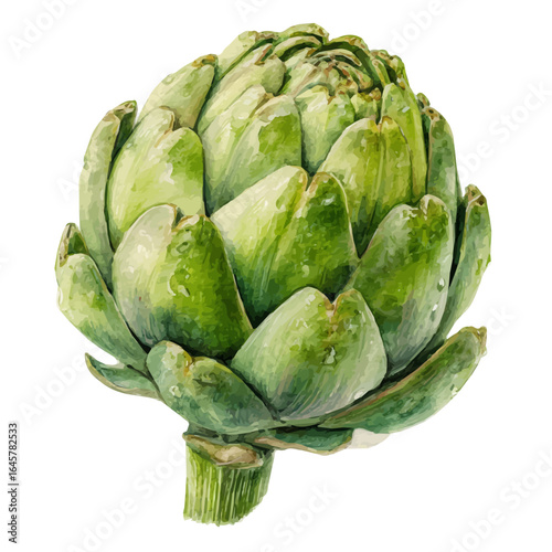 Watercolor vector illustration of Artichoke, isolated on white background.