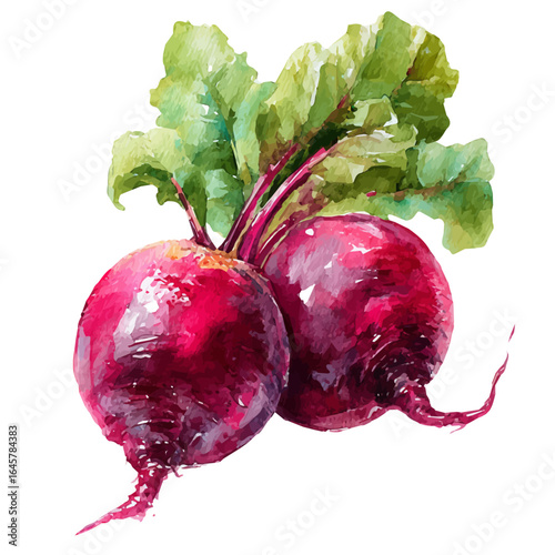 Beetroot in watercolor style, vector illustration, isolated on white background.