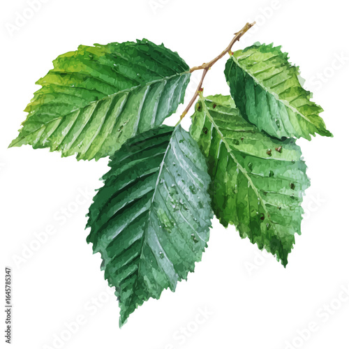 A watercolor painting of Slippery Elm, vector illustration on white background.