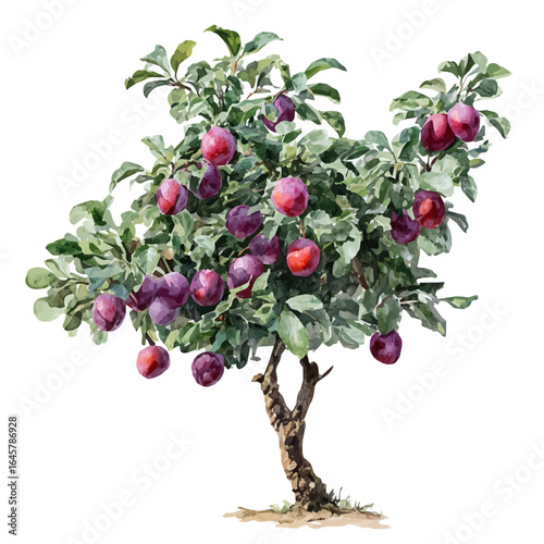Plum Tree, watercolor painting, vector illustration, isolated on a white background.
