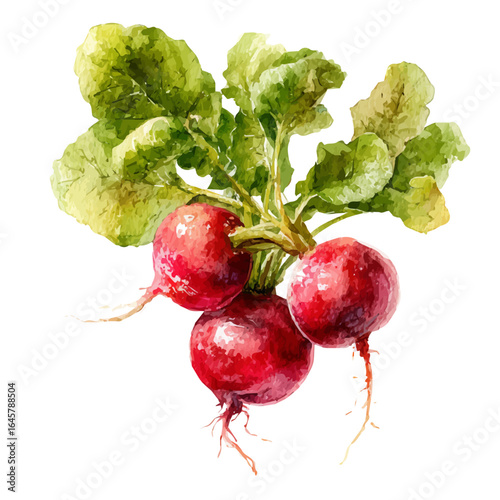 A watercolor painting of Radish, vector illustration on white background.