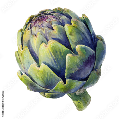 Artichoke, watercolor painting, vector illustration, isolated on a white background.