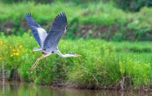 great blue heron ardea cinerea