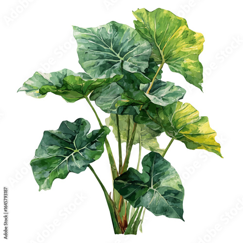 A watercolor painting of Alocasia, vector illustration on white background.