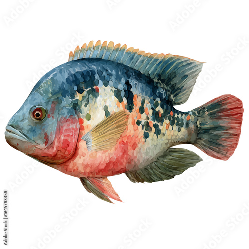A watercolor painting of Tilapia, vector illustration on white background.