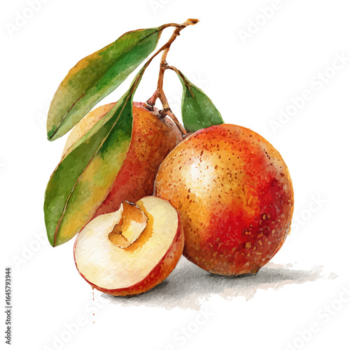 Sapodilla in watercolor style, vector illustration, isolated on white background.