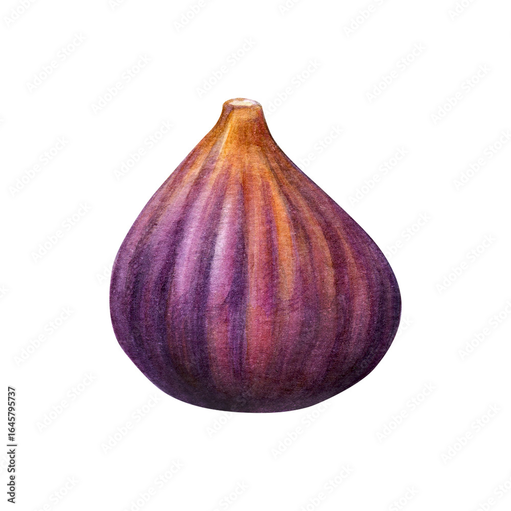 Fototapeta premium Fig watercolor. Purple subtropical plant hand-painted on a white background. Good for postcards,recipes, menu, invitations, greeting cards.