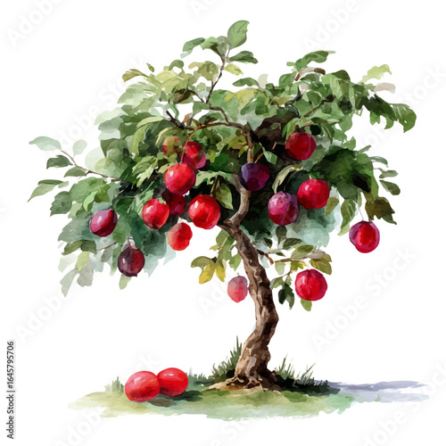 A watercolor painting of Plum Tree, vector illustration on white background.