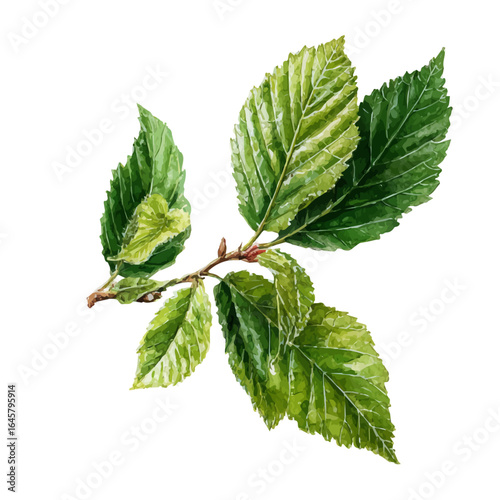 Slippery Elm in watercolor style, vector illustration, isolated on white background.