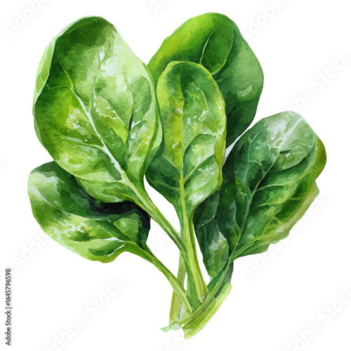 Spinach, watercolor painting, vector illustration, isolated on a white background.