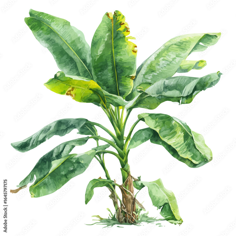 Obraz premium Banana Plant, watercolor painting, vector illustration, isolated on a white background.