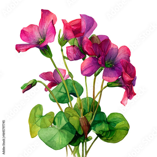 Watercolor vector illustration of Oxalis, isolated on white background.