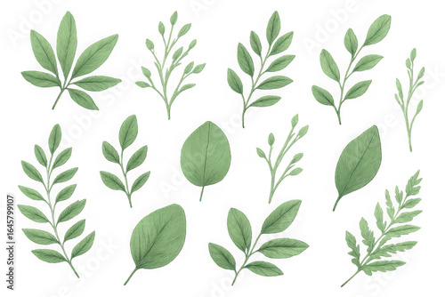 Collection of green watercolor leaves and branches isolated on transparent background