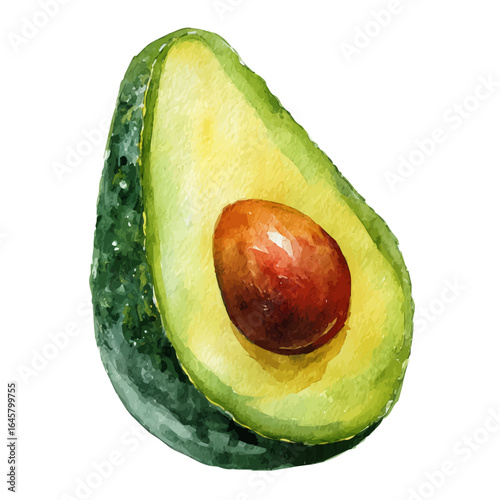 Avocado, watercolor painting, vector illustration, isolated on a white background.
