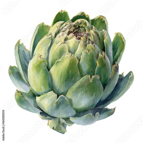 Artichoke Agave in watercolor style, vector illustration, isolated on white background.