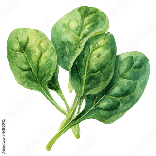 Spinach in watercolor style, vector illustration, isolated on white background.