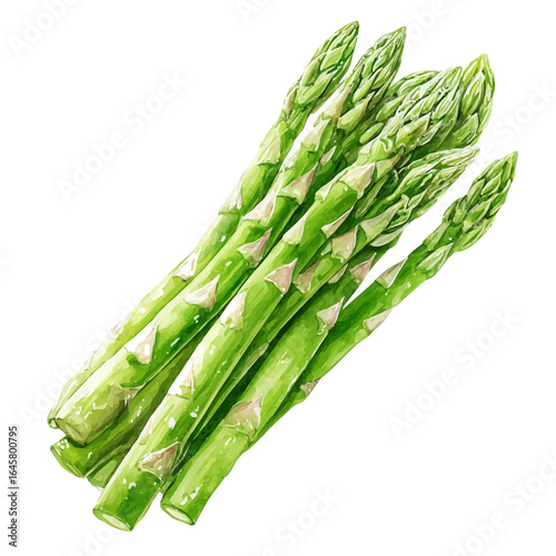 A watercolor painting of Asparagus, vector illustration on white background.