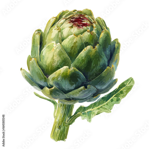 Artichoke, watercolor painting, vector illustration, isolated on a white background.