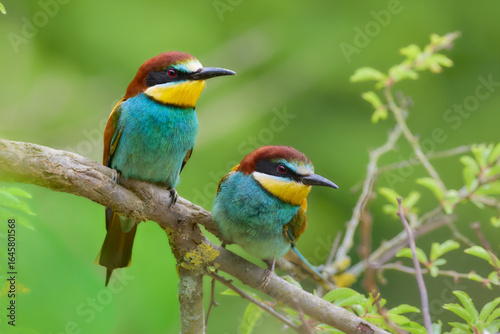 Bee-eater sitting on a branch