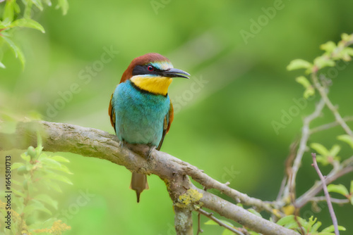 Bee-eater sitting on a branch