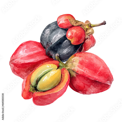 Ackee in watercolor style, vector illustration, isolated on white background.