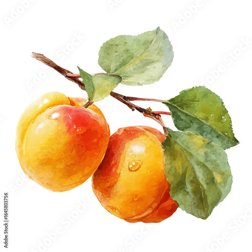 Apricot, watercolor painting, vector illustration, isolated on a white background.