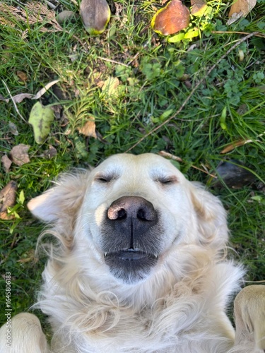 golden retriever puppy