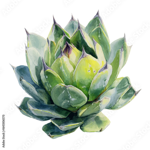 A watercolor painting of Artichoke Agave, vector illustration on white background.