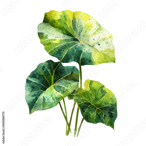Alocasia in watercolor style, vector illustration, isolated on white background.