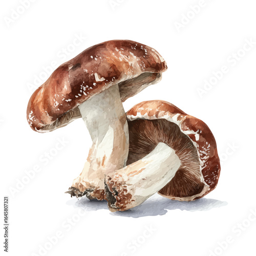 Shiitake Mushroom in watercolor style, vector illustration, isolated on white background.