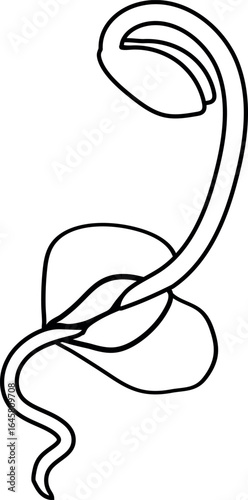 Coloring page with birch sprout growing from seed with root system isolated on white background	