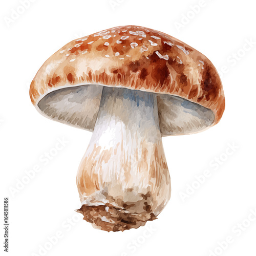 Watercolor vector illustration of Shiitake Mushroom, isolated on white background.