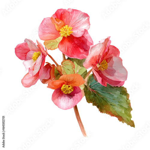 A watercolor painting of Begonia, vector illustration on white background.