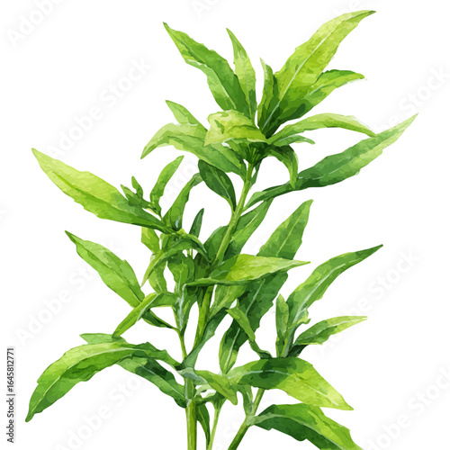 Foto Watercolor vector illustration of Tarragon, isolated on white background