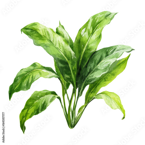 Plantain Leaf, watercolor painting, vector illustration, isolated on a white background.