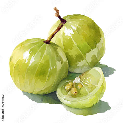 Watercolor vector illustration of Amla, isolated on white background.