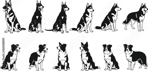Vector illustration of German Shepherd and Border Collie dogs in different sitting and standing poses, black and white dog silhouettes, pet animal collection