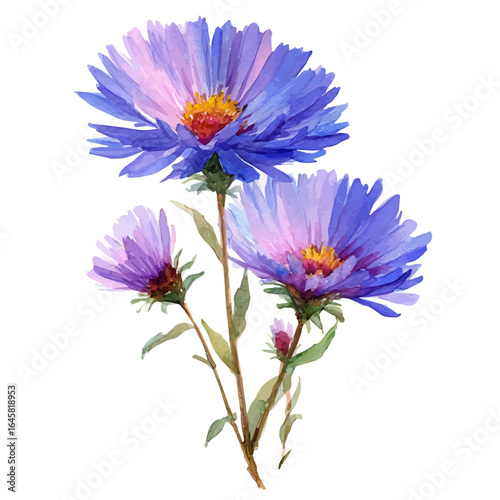 Aster Flower, watercolor painting, vector illustration, isolated on a white background.