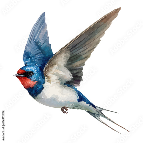 A watercolor painting of Swallow, vector illustration on white background.