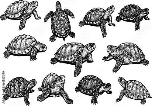 turtle silhouettes

