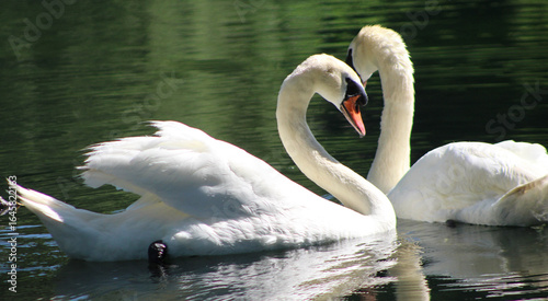 mute swans swimming