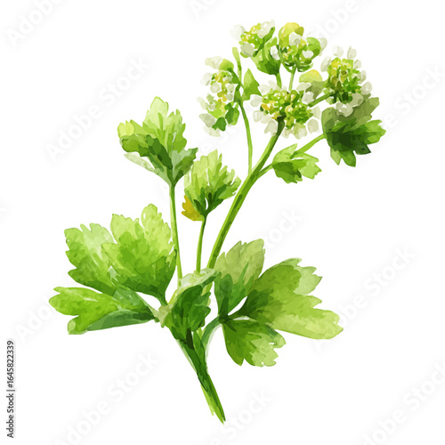 Parsley Flower in watercolor style, vector illustration, isolated on white background.