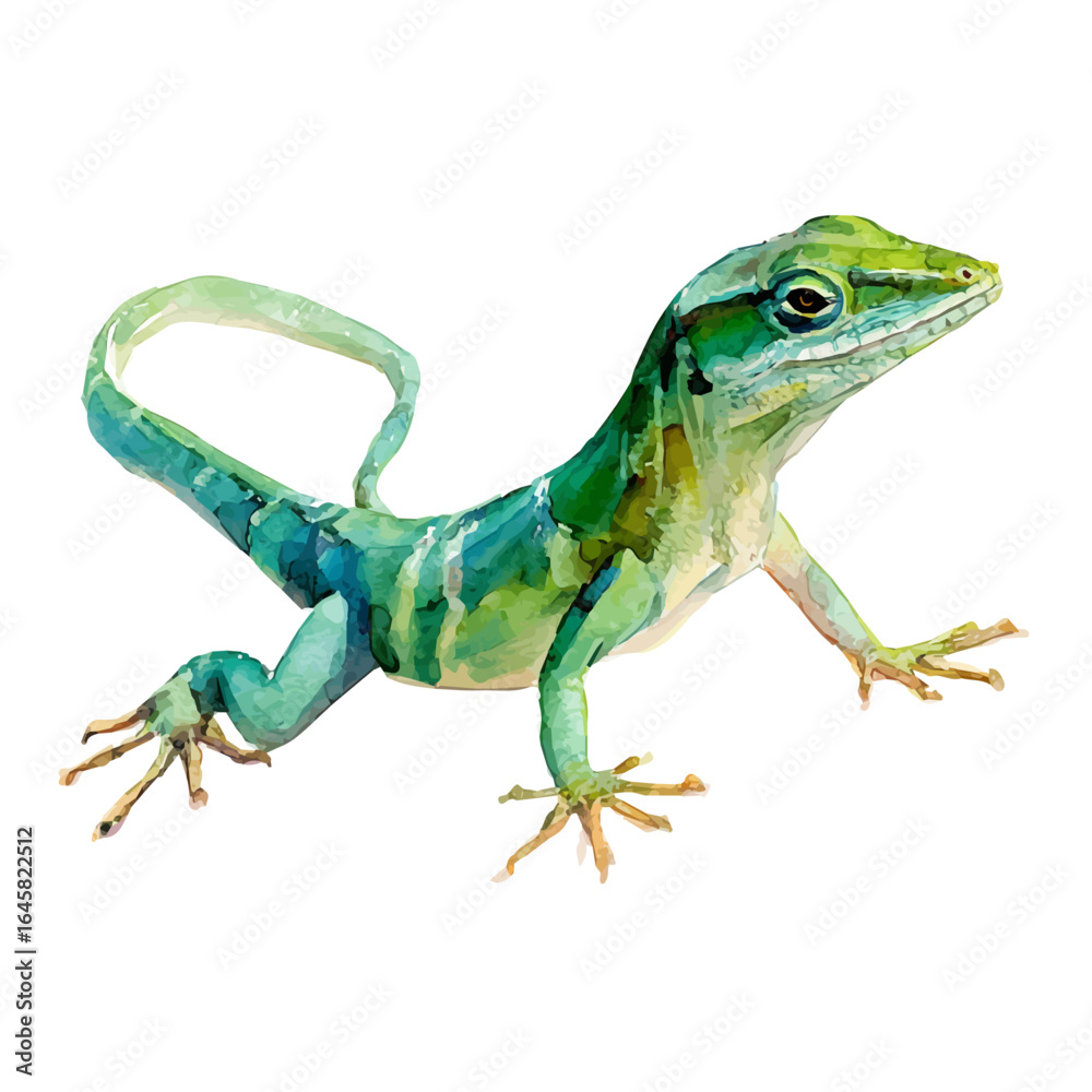 Fototapeta premium Watercolor vector illustration of Anole, isolated on white background.