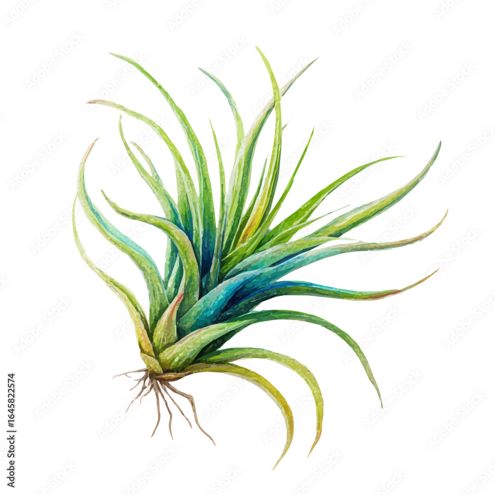 Fototapeta premium A watercolor painting of Air Plant, vector illustration on white background.