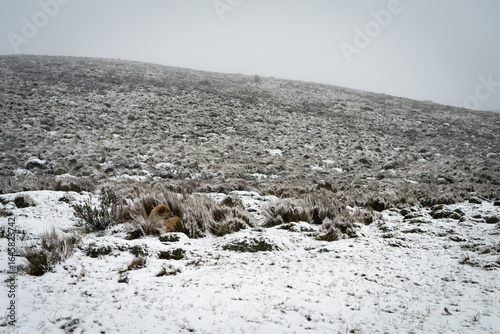 Ecuadorian páramo covered in snow with a dog resting among frosty grass under cloudy sky.