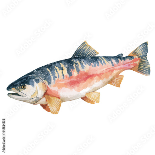 Baked Salmon, watercolor painting, vector illustration, isolated on a white background.