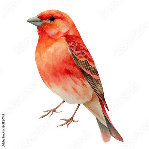 A watercolor painting of Sander, vector illustration on white background.